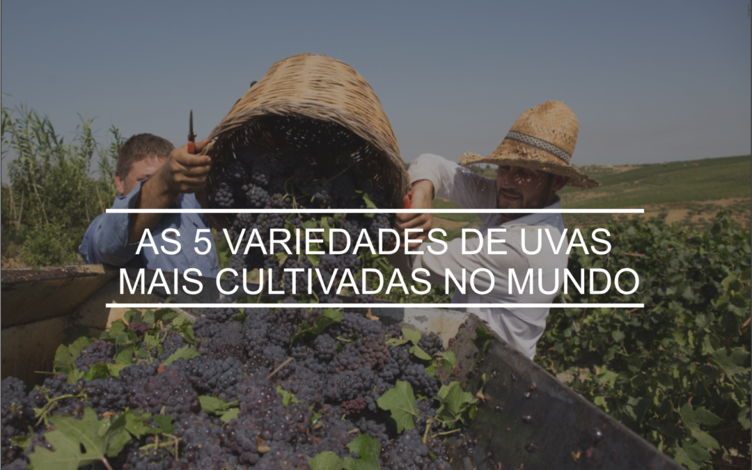 As Cinco Variedades De Uvas Mais Cultivadas No Mundo