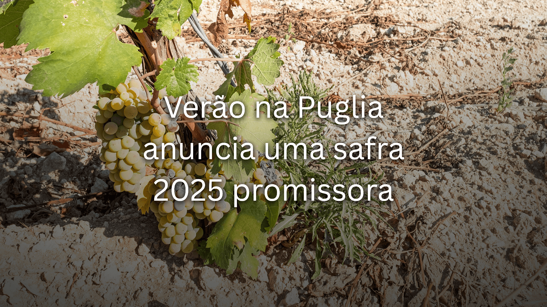 Verão na Puglia: Podere 29 e a promessa da safra 2025